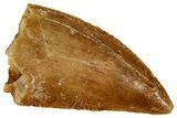 Serrated Raptor Tooth - Real Dinosaur Tooth #333377-1